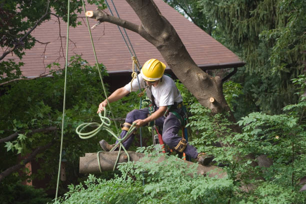 Best Seasonal Cleanup (Spring/Fall)  in West Orange, TX