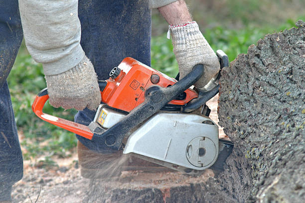  West Orange, TX Tree Services Pros