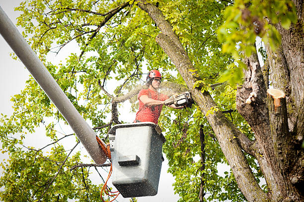 Best Storm Damage Tree Cleanup  in West Orange, TX