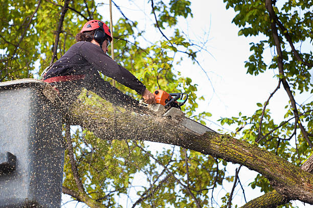 Best Hedge Trimming  in West Orange, TX