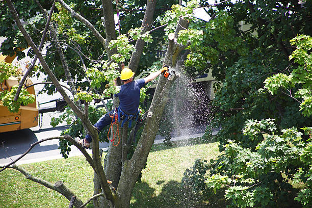 Best Root Management and Removal  in West Orange, TX